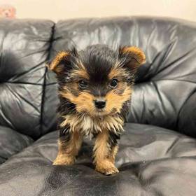 Yorkie