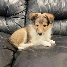 Sheltie