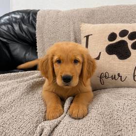 Golden Retriever