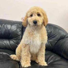 Goldendoodle