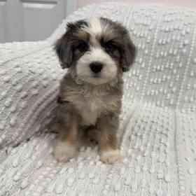 Mini Bernedoodle