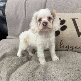 Cocker Spaniel