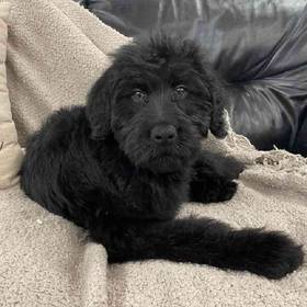 Labradoodle