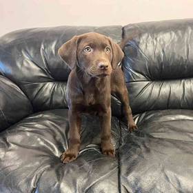 Labrador Retriever