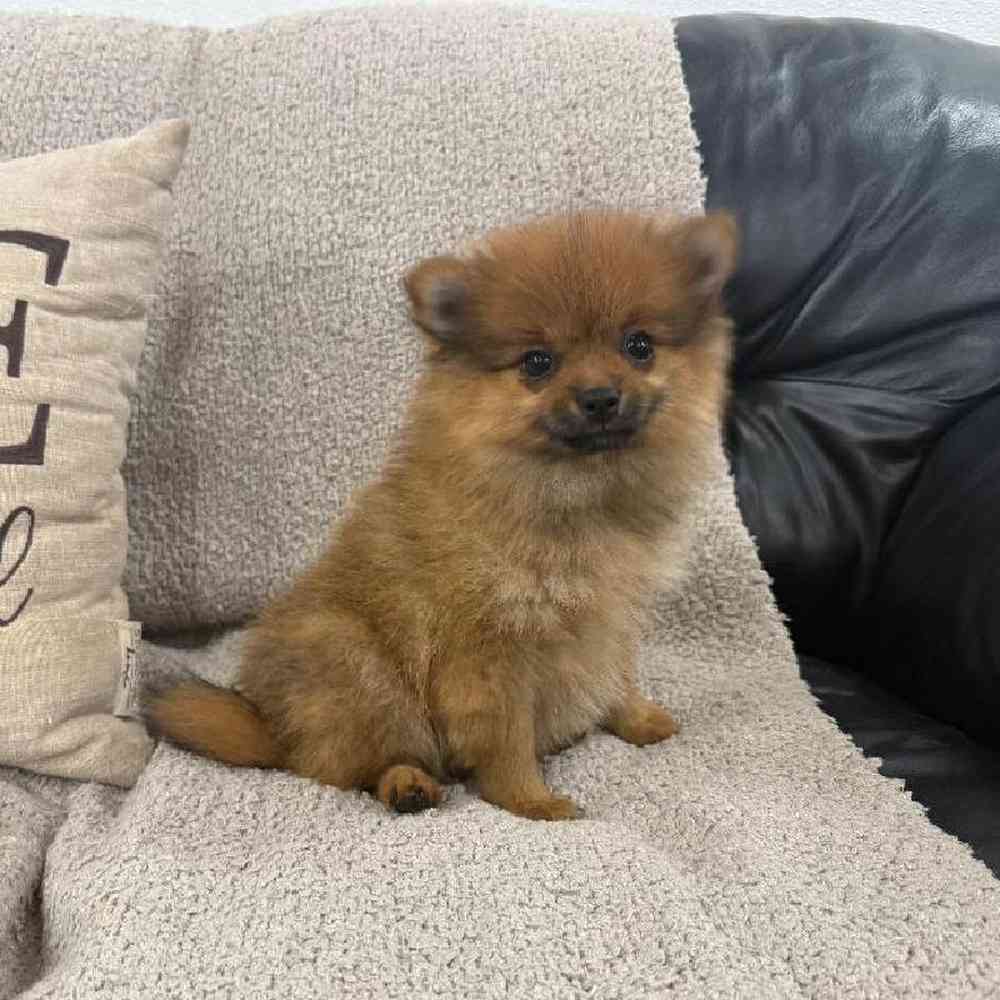 carousel pet images