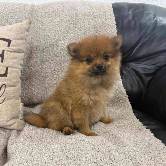 Pomeranian