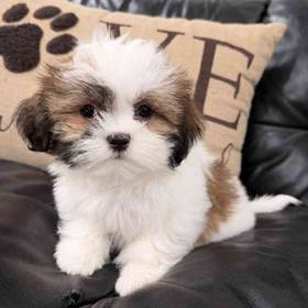 Shih Tzu