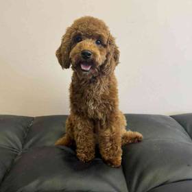 Mini Poodle