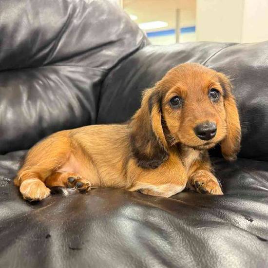 Dachshund