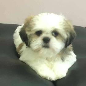 Shih Tzu