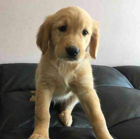 Golden Retriever