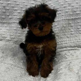 Yorkie Mix