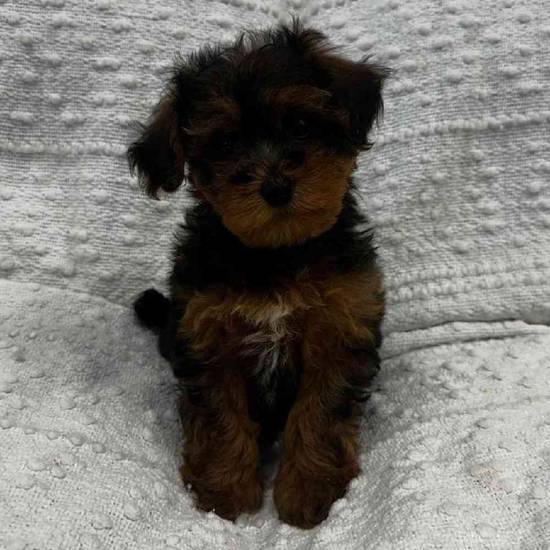 Yorkie Mix