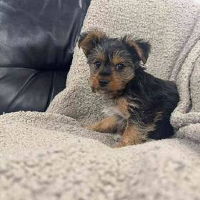 Yorkie