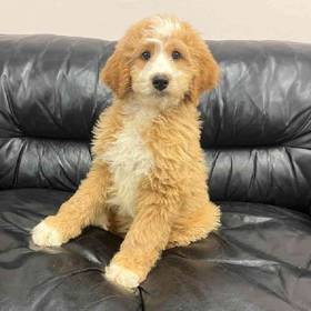 Bernedoodle