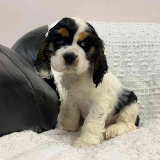 Cocker Spaniel