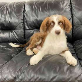 Aussiedoodle Mix