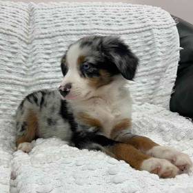 Mini Aussie
