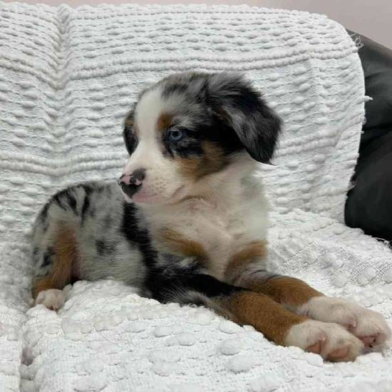 Mini Aussie