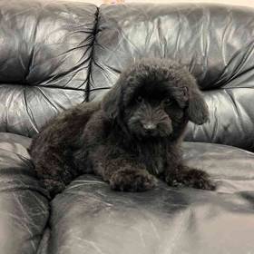 Mini Aussiedoodle