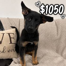 German Shepherd