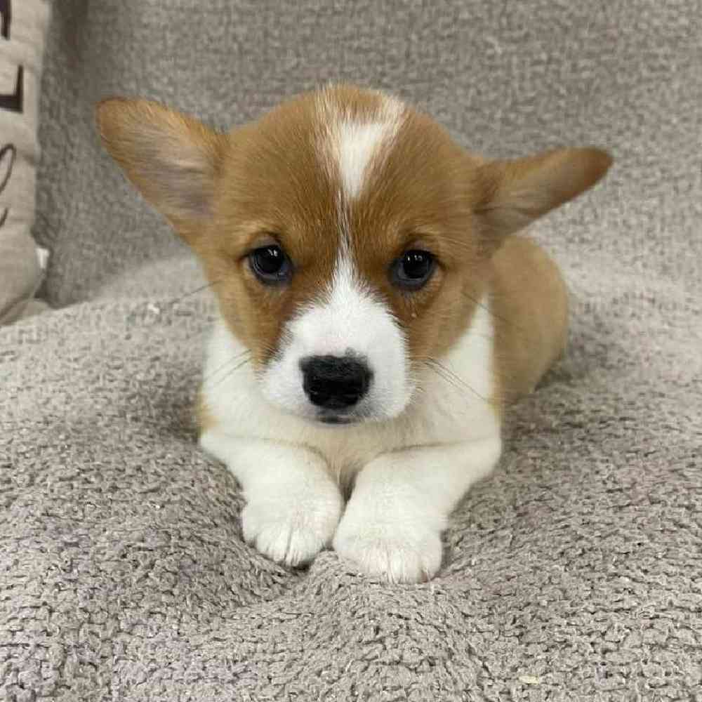 Image of a pet breed in the gallery