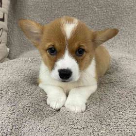 Pembroke Welsh Corgi