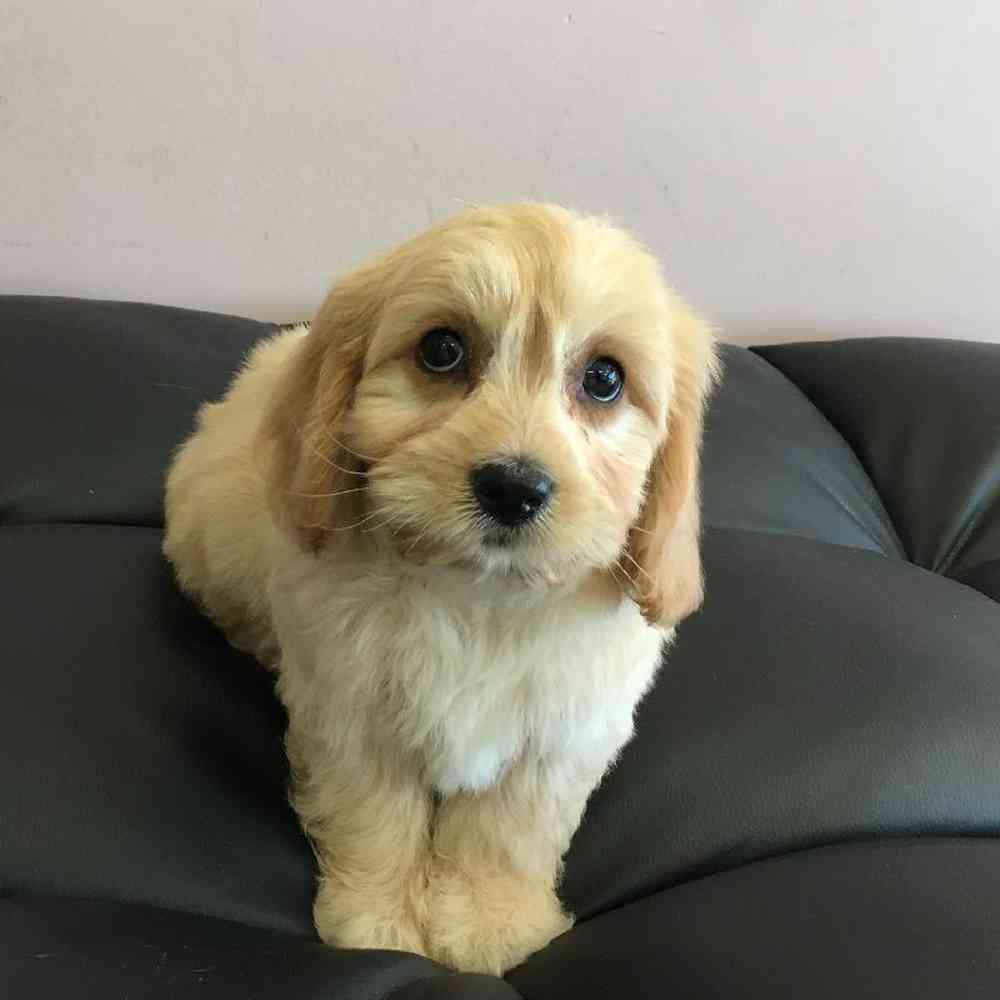 carousel pet images