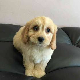 Cavachon