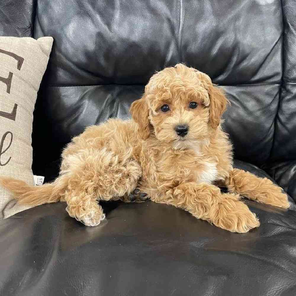 Image of a pet breed in the gallery