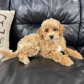 Bichon-Poo