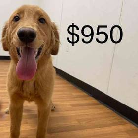 Golden Retriever