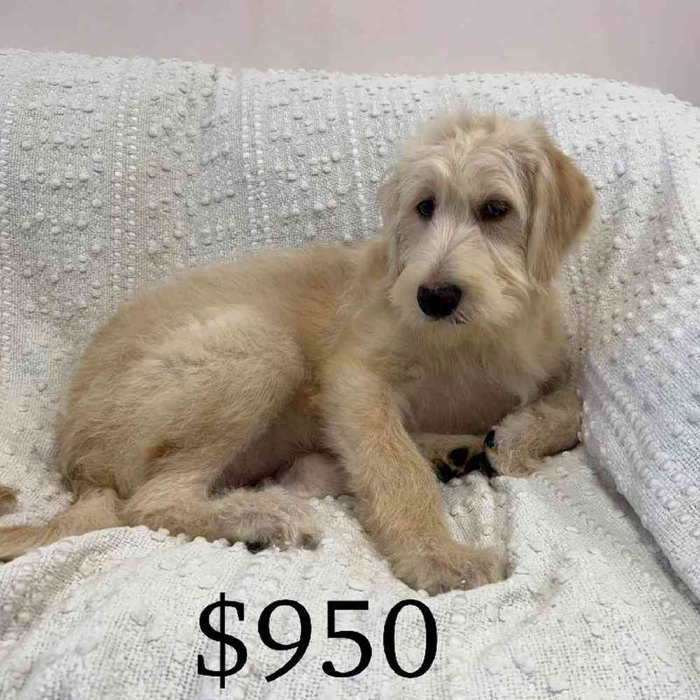 Image of a pet breed in the gallery