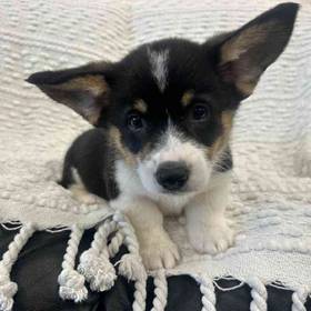 Pembroke Welsh Corgi
