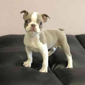 Boston Terrier
