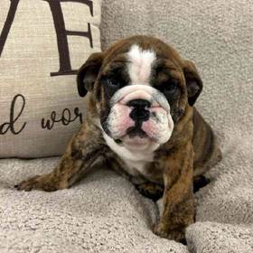 English Bulldog