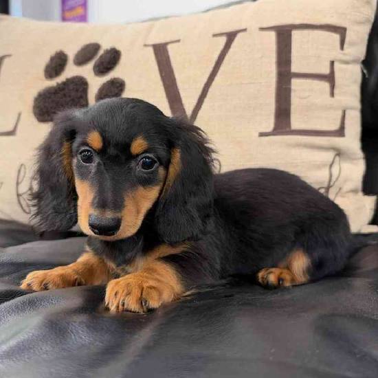Dachshund