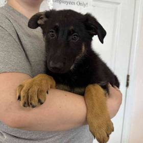 German Shepherd