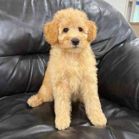 Mini Goldendoodle