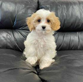 Cavapoo