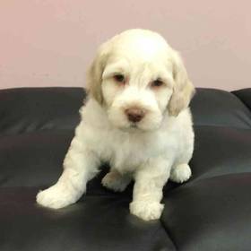 Mini Goldendoodle