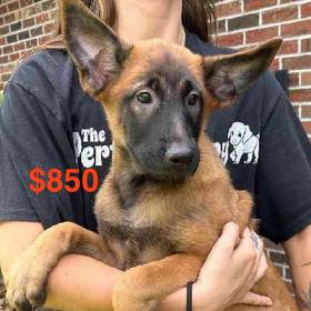 Belgian Malinois Mix