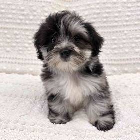 Maltipoo