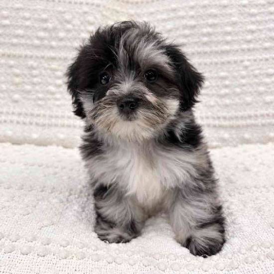Maltipoo