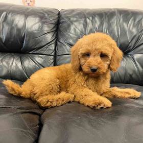 Mini Goldendoodle