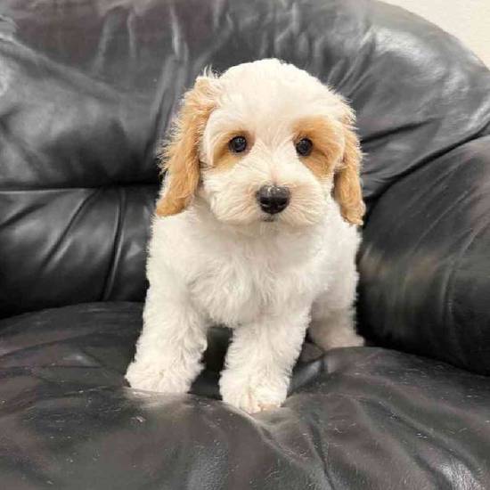 Maltipoo