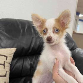 Chihuahua Mix