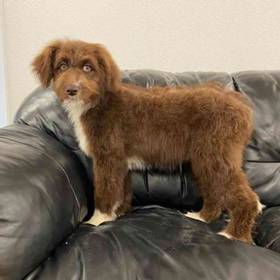 Aussiedoodle Mix
