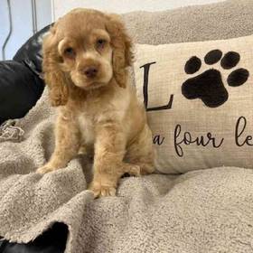 Cocker Spaniel