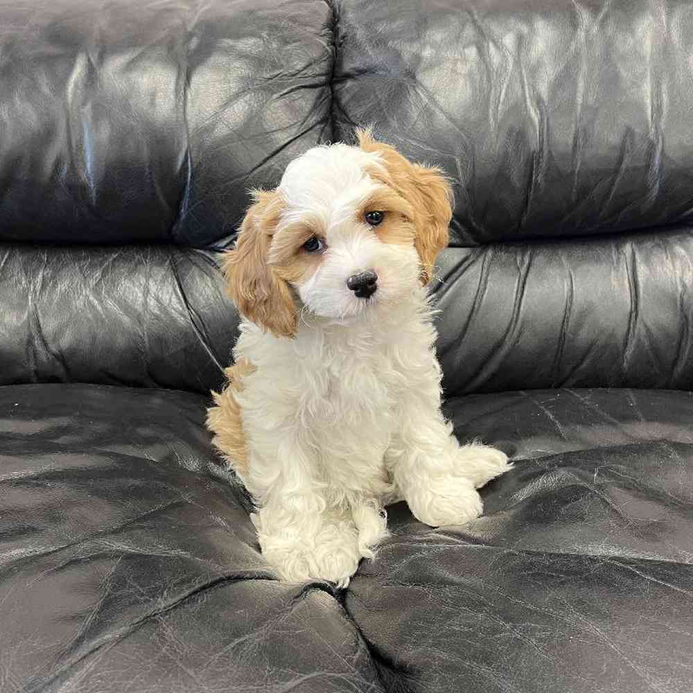 Male Cavachon Puppy for Sale in Scituate, RI